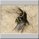 Crabro peltarius - Grabwespe w06 12mm beim Nesteintrag.jpg